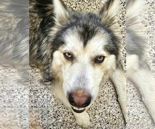 Medium Photo #3 Eurasier-Siberian Husky Mix Puppy For Sale in Severn, MD, USA