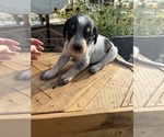 Small Photo #45 Bernedoodle-Bluetick Coonhound Mix Puppy For Sale in RINGTOWN, PA, USA