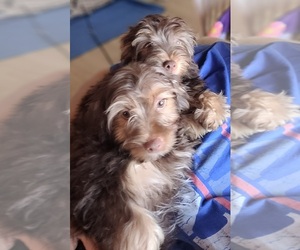 Morkie Puppy for sale in LAKESIDE, CA, USA