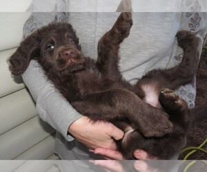 Labradoodle Puppy for sale in KING, NC, USA
