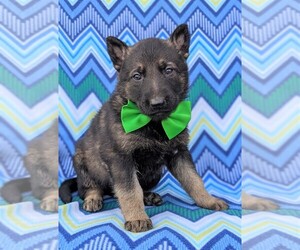 German Shepherd Dog Puppy for sale in NOTTINGHAM, PA, USA