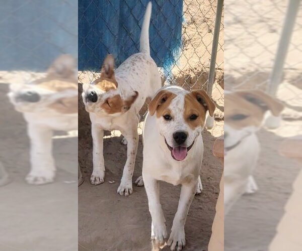 Medium Photo #3 Labrador Retriever-Unknown Mix Puppy For Sale in Pena Blanca, NM, USA