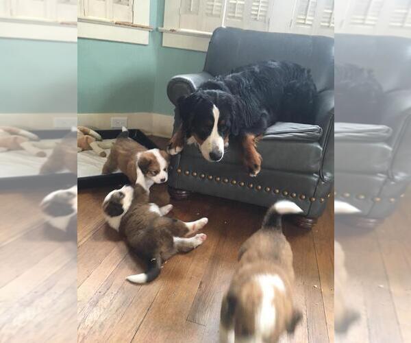 Medium Photo #3 Great Bernese Puppy For Sale in DANVILLE, KY, USA