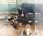 Small Photo #3 Great Bernese Puppy For Sale in DANVILLE, KY, USA