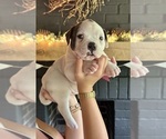 Puppy Male 3 American Bulldog