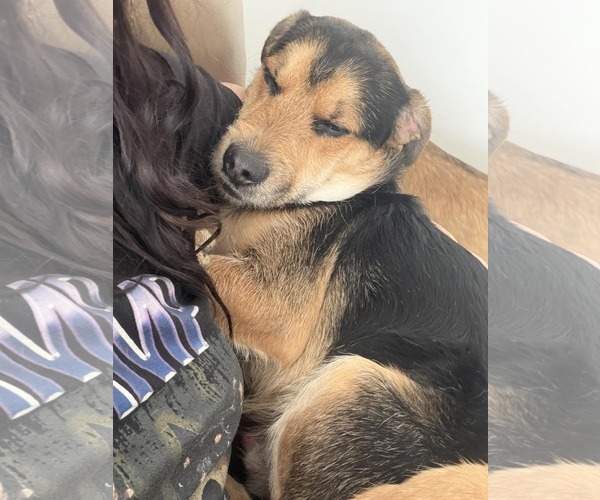 Medium Photo #7 Mutt Puppy For Sale in Sandy, UT, USA