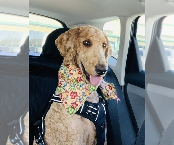 Medium Photo #70 Goldendoodle Puppy For Sale in FOUNTAIN VALLEY, CA, USA