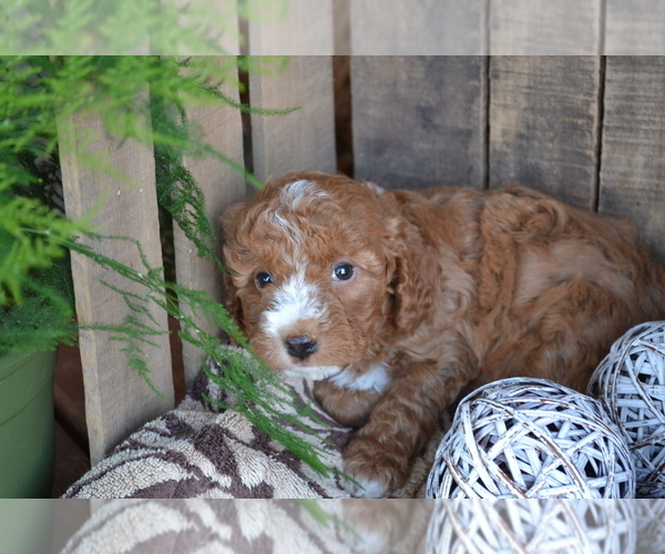 Medium Photo #4 Cavapoo mix (+ Poodle Miniature) Puppy For Sale in GREENWOOD, WI, USA