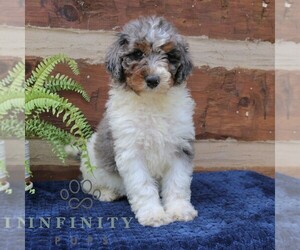 Bernedoodle (Miniature) (+ Poodle Miniature) Puppy for sale in NARVON, PA, USA