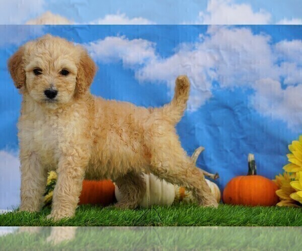 Medium Photo #5 Miniature Bernedoodle Puppy For Sale in FREDERICKSBG, OH, USA