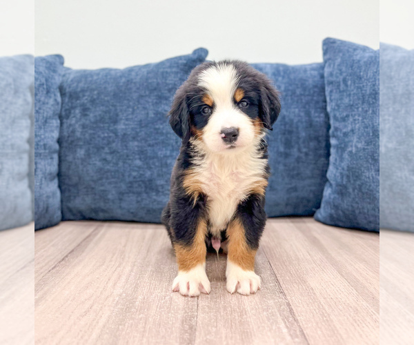 Medium Photo #2 Bernese Mountain Dog Puppy For Sale in DUNDEE, OH, USA