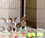 Small Photo #13 Basenji Puppy For Sale in SACRAMENTO, CA, USA