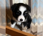 Small #3 Miniature Australian Shepherd