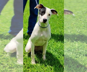 Great Dane-Pointer Mix Dogs for adoption in Talladega, AL, USA