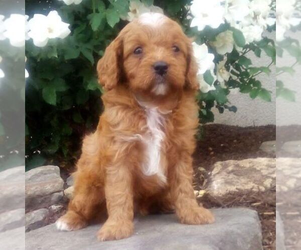 Medium Photo #3 Cavapoo (Miniature) Puppy For Sale in GORDONVILLE, PA, USA