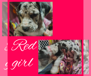 Great Dane Puppy for sale in ZANESVILLE, OH, USA