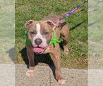 Small #1 American Pit Bull Terrier