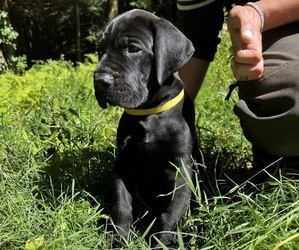 Great Dane Puppy for sale in PUTNEY, VT, USA