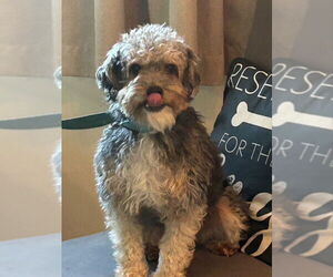 Poodle (Miniature)-Unknown Mix Dogs for adoption in Fairfax, VA, USA