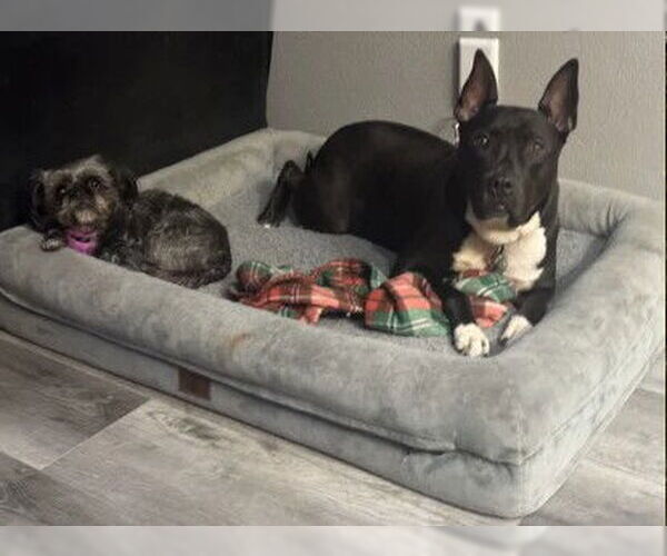 Medium Photo #7 American Pit Bull Terrier-Unknown Mix Puppy For Sale in Fallbrook, CA, USA