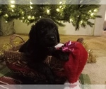 Puppy Pink Golden Labrador