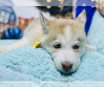 Small Photo #7 Siberian Husky Puppy For Sale in HESPERIA, CA, USA