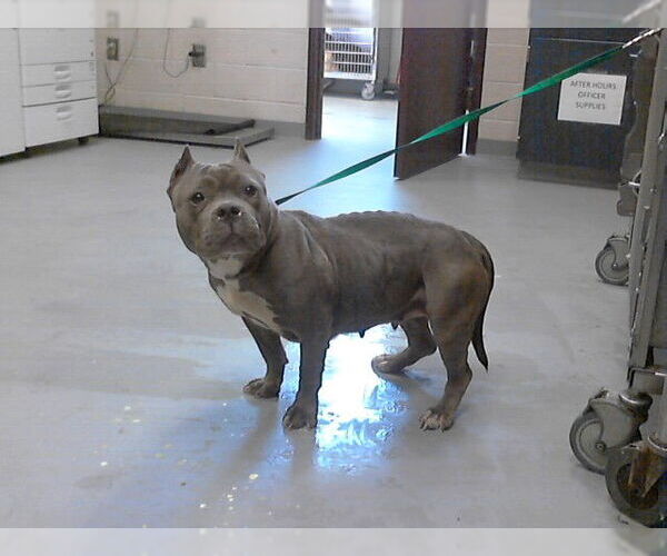 Medium Photo #1 Mutt Puppy For Sale in Fayetteville, NC, USA