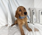 Small #1 Golden Retriever