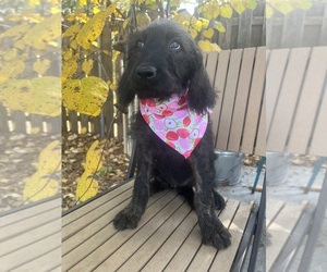 Labradoodle Puppy for sale in PEMBROKE, GA, USA