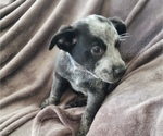 Small Photo #4 Australian Cattle Dog Puppy For Sale in LEITCHFIELD, KY, USA