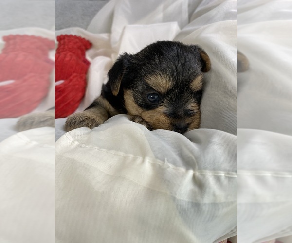 Medium Photo #3 Yorkshire Terrier Puppy For Sale in ROCK HILL, SC, USA