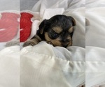 Girl Purple - Female Yorkshire Terrier Puppy for Sale - Photo #3