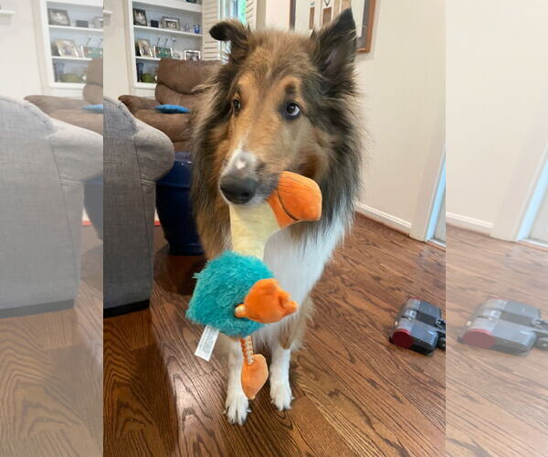 Medium Photo #5 Collie Puppy For Sale in Chantilly, VA, USA