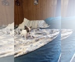 Small Photo #9 Chihuahua Puppy For Sale in SHALLOTTE, NC, USA