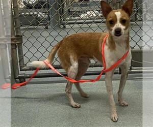 Chihuahua-Unknown Mix Dogs for adoption in Plano, TX, USA