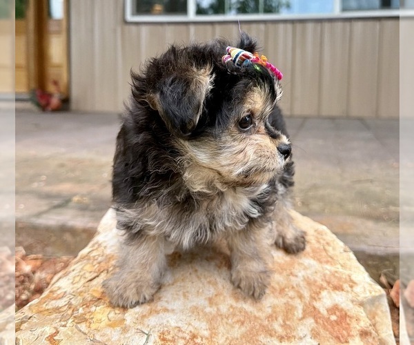 Medium Photo #9 Morkie Puppy For Sale in CASSVILLE, MO, USA