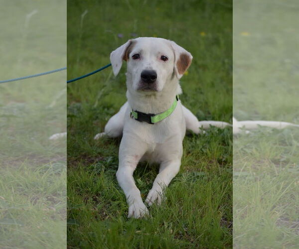 Medium Photo #1 Mutt Puppy For Sale in Denton, TX, USA