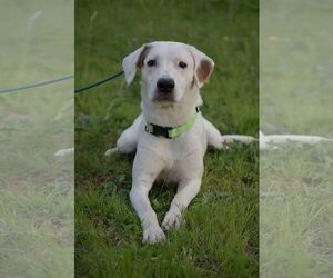 Mutt Dogs for adoption in Denton, TX, USA