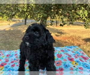 Aussiedoodle Miniature  Puppy for sale in OKLAHOMA CITY, OK, USA