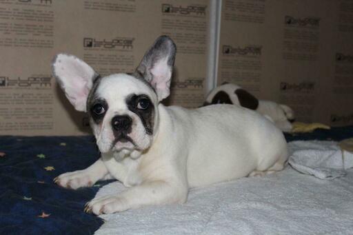 Medium Photo #1 French Bulldog Puppy For Sale in KLEIN, TX, USA
