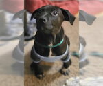 Small #4 Labrador Retriever Mix