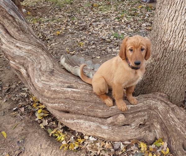 Medium Photo #1 Golden Retriever Puppy For Sale in ALVARADO, TX, USA