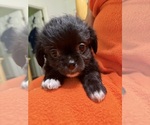 Small #2 ShiChi