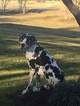 Small Photo #1 Great Dane Puppy For Sale in EDEN, NC, USA