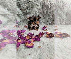 Yorkshire Terrier Puppy for sale in INDIANAPOLIS, IN, USA