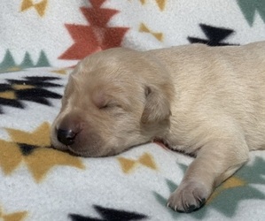 Labrador Retriever Puppy for sale in GENEVA, FL, USA