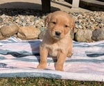 Puppy 6 Golden Retriever