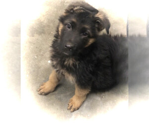 German Shepherd Dog Puppy for sale in CHILOQUIN, OR, USA