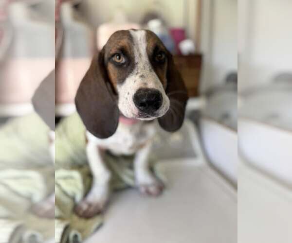 Medium Photo #2 Mutt Puppy For Sale in Turlock, CA, USA