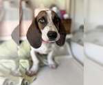 Small #1 Mutt